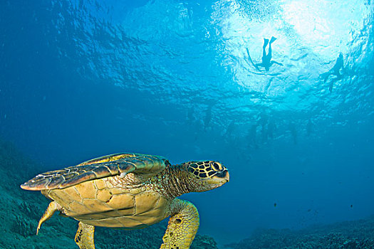 水下呼吸管,绿海龟,龟类,海龟,靠近,南,毛伊岛,夏威夷,美国