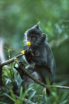 叶子,猴子,幼小,吃,花,雪兰莪州,马来西亚