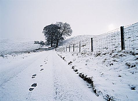 脚步,初雪,乡村风光