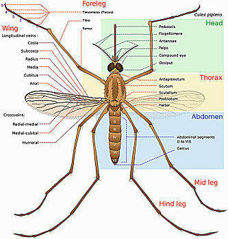 蚊子各部位名称及图片图片