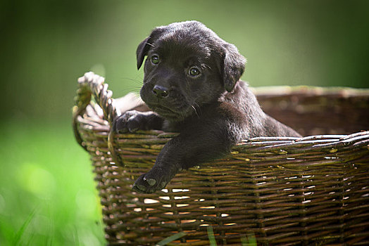 小,黑色拉布拉多犬,小狗,篮子,德国,欧洲