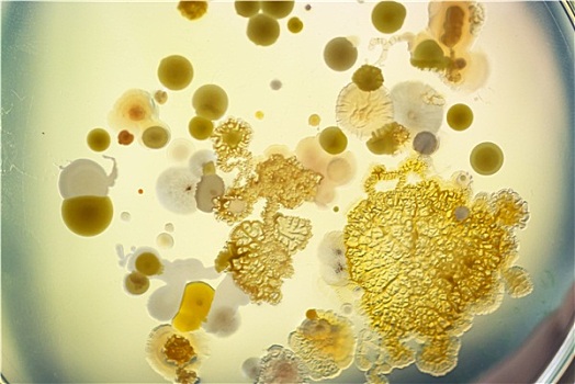 细菌,软,黄光