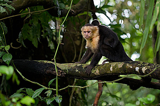 幼仔,曼纽尔安东尼奥国家公园,哥斯达黎加,北美