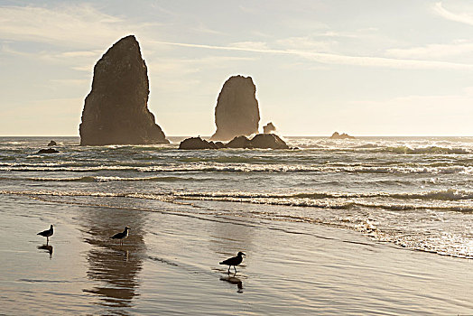 太平洋海岸,佳能海滩,石头