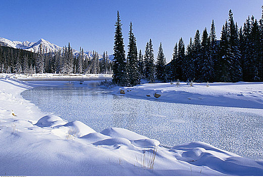 弓河,班芙国家公园,艾伯塔省,加拿大