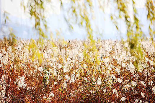 荻海芦花