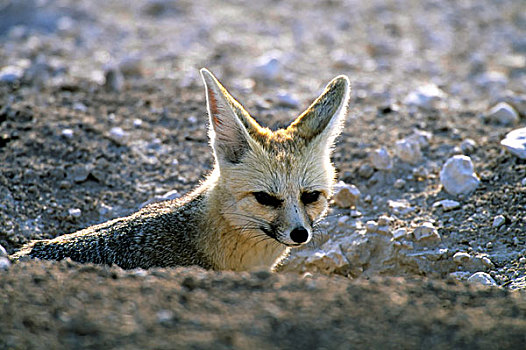 纳米比亚,埃托沙国家公园,角狐