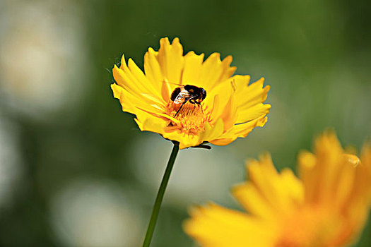 金鸡菊,蜜蜂