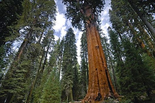 最高,巨杉,红杉国家公园,加利福尼亚,美国