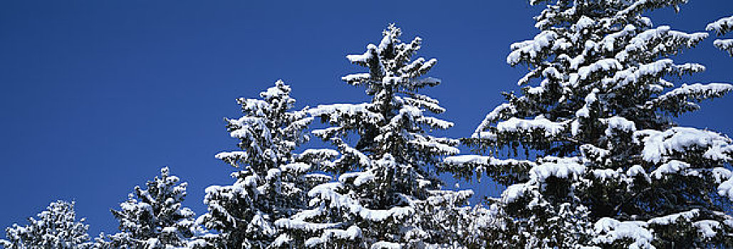雪,日本,落叶松属植物
