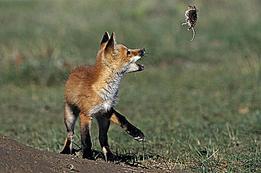 红狐,幼仔,狐属,玩,死,靠近,萨斯喀彻温,加拿大