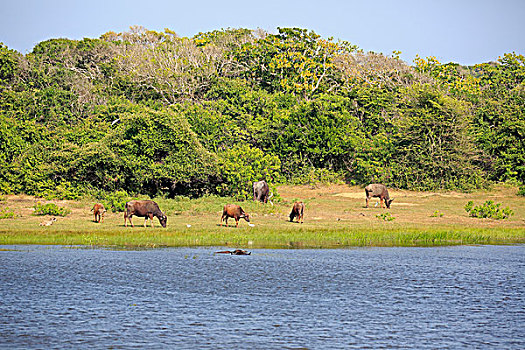 水坑,水牛,群,放牧,国家公园,斯里兰卡,亚洲