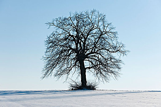孤单,酸橙树,积雪,地点,图林根州,德国,欧洲