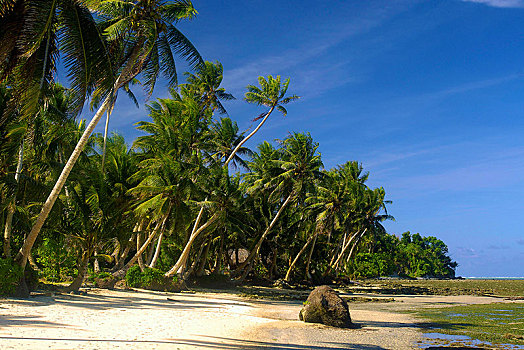热带,沙滩,高,棕榈树,传统节日,雅浦岛,密克罗尼西亚,大洋洲