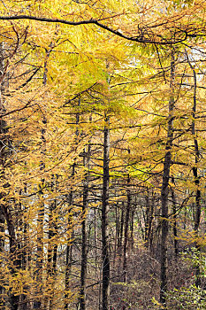 秋天阳光下的金黄色的落叶松树林,中国山东省青岛市崂山风光