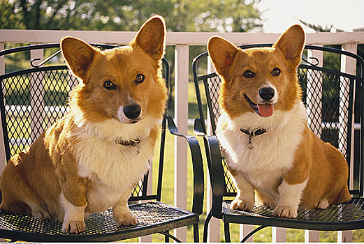 肖像,两个,柯基犬,坐,椅子