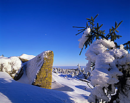 积雪,挪威云杉,欧洲云杉,山,布罗肯,月亮,空中,哈尔茨山,山脉,萨克森安哈尔特,德国,欧洲