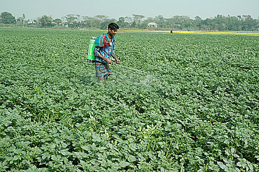 农民,杀虫剂,土豆田,孟加拉,一月,2008年