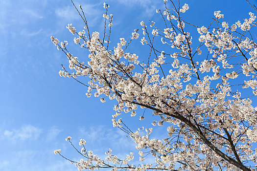 春天蓝天下盛开的樱花