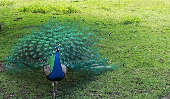 孔雀,鸟,青绿色,蓝色,绿色,羽毛,草地