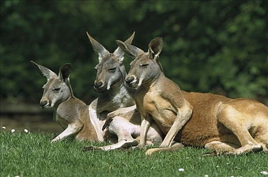 红袋鼠,三个,倚靠,澳大利亚