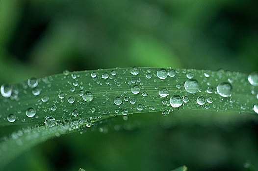 雨,液滴,叶子