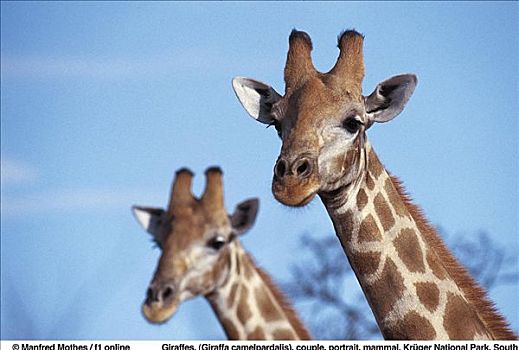 长颈鹿,伴侣,肖像,哺乳动物,克鲁格国家公园,南非,动物