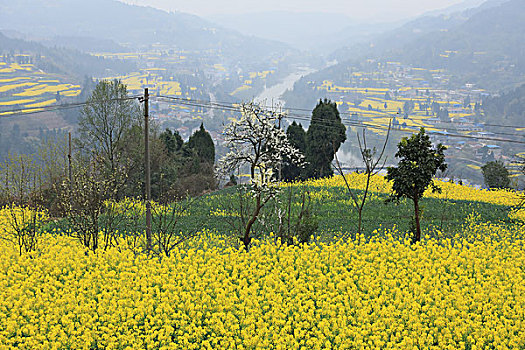 油菜花田