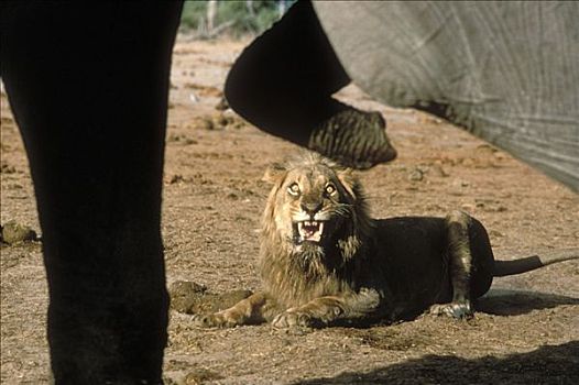 非洲狮,狮子,咆哮,非洲象,塞伦盖蒂国家公园,坦桑尼亚