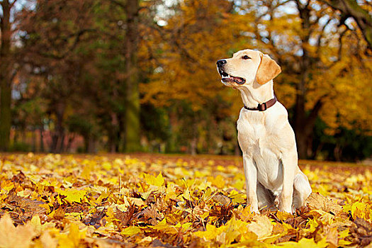 年轻,拉布拉多犬,秋天,公园