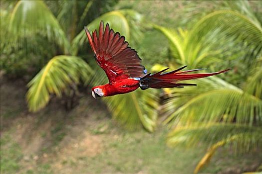 绯红金刚鹦鹉,成年,飞,洪都拉斯,中美洲