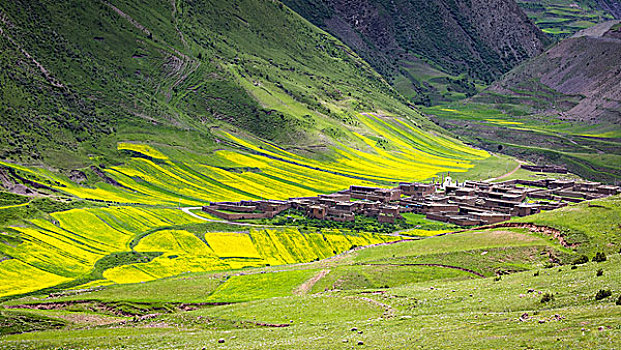 西藏比如县良曲乡,怒江,油菜花
