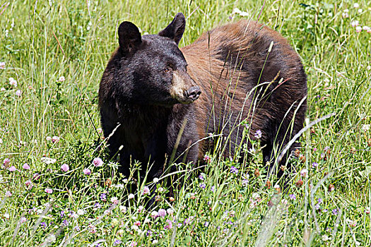 黑熊,美洲黑熊,阿拉斯加公路,靠近,温泉,省立公园,不列颠哥伦比亚省,加拿大