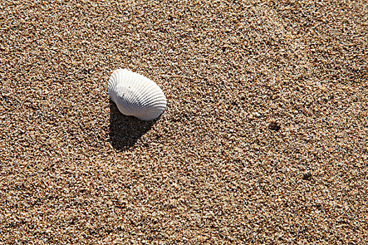 贝壳,沙滩,死亡,躯体,安静,等待
