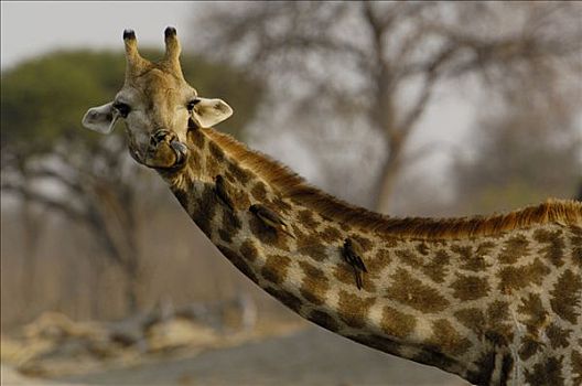 长颈鹿,舔,鼻孔,长,舌头,非洲