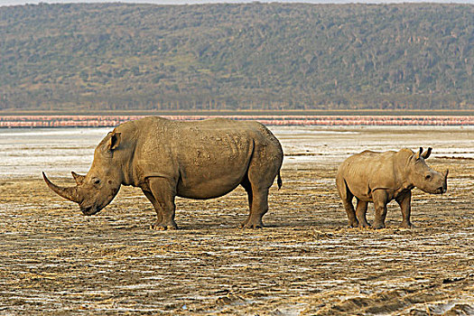 白犀牛,女性,纳库鲁湖,肯尼亚
