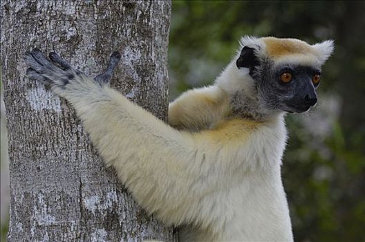 马达加斯加狐猴,肖像,濒临灭绝,东北方,马达加斯加
