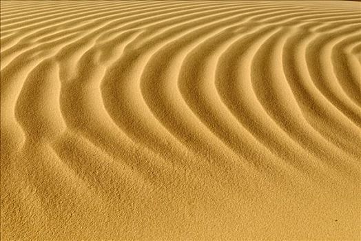 沙丘,波纹,锡,阿尔及利亚,北非
