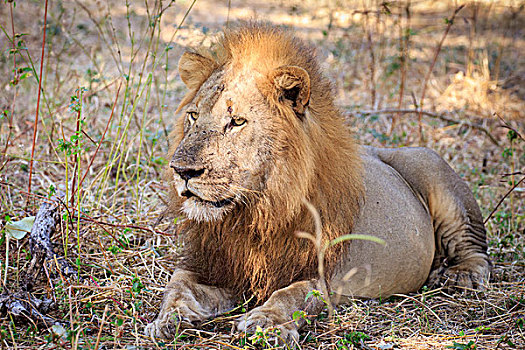 狮子,雄性,头像,南卢安瓜国家公园,赞比亚,非洲
