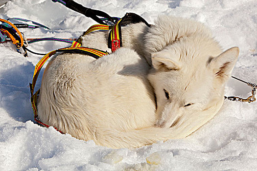 白色,雪橇狗,马具,休息,睡觉,雪,太阳,卷曲,向上,室外,线缆,阿拉斯加,哈士奇犬,育空地区,加拿大