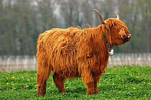 母牛,性别,牛角,苏格兰,高原牛