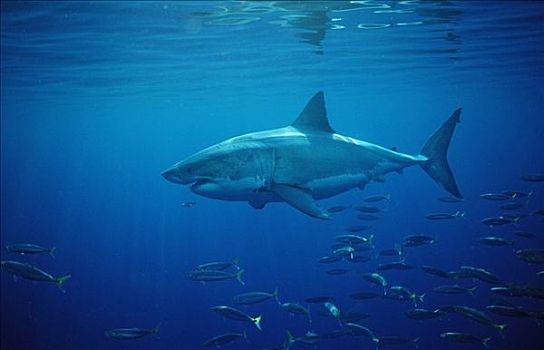 大白鲨,沙鲨属,鱼群,岛屿,南非共和国,侧面