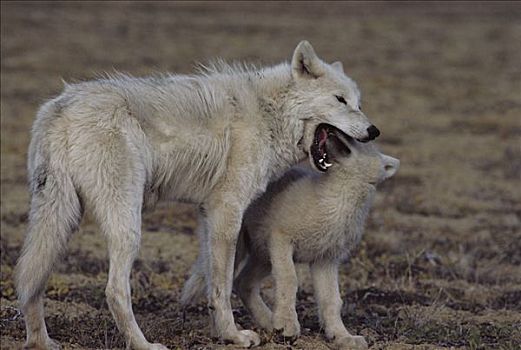北极狼,狼,食物,请求,幼仔,艾利斯摩尔岛,加拿大