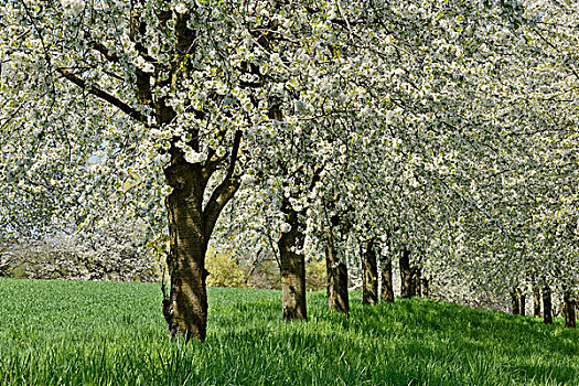 排,樱桃树,花,草地,春天,巴登符腾堡,黑森林地区,德国