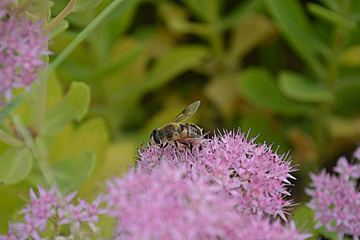 蜜蜂花朵花丛采蜜