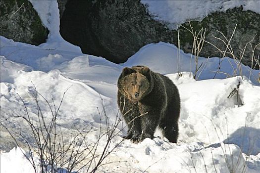 棕熊,雪景