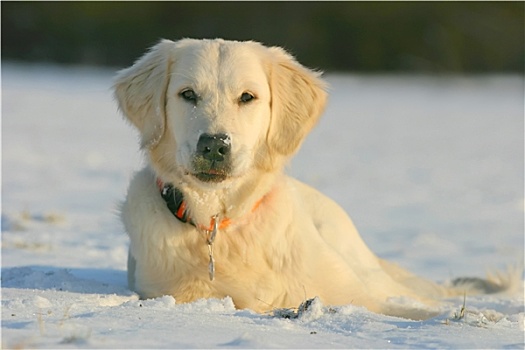 金毛猎犬,雪