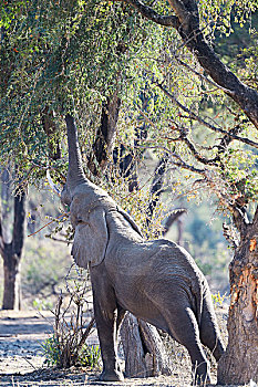 非洲象,拔,叶子,树,赞比西河下游国家公园,赞比亚,非洲