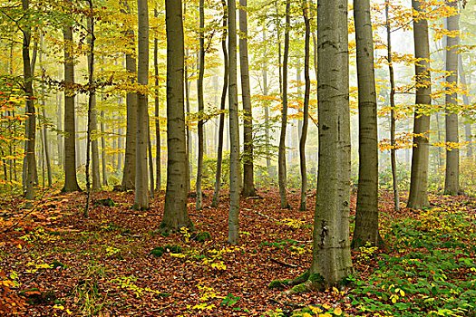 山毛榉,树林,雾,秋天,萨克森安哈尔特,德国,欧洲