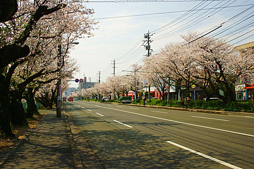 樱桃树,排,街道,熊本,日本
